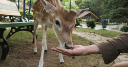 Little deer eating food from male unrecognizable hand at family petting zoo, close-up. Baby fawn comes up to palm with corn in park. Holidays in national park next to wild animals