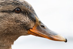 The mallard (Anas platyrhynchos), detailed portrait of female duck. Brown eye, black strip from the top to the beak, brown feathers, orange beak. White diffused background. Scene from wild nature. 