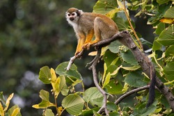The Guianan squirrel monkey (Saimiri sciureus). Small monkey standing on tree branch. Monkey with orange body and frash yellow legs, very long black tail, white mask. Diffuse soft green background. 