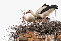 White stork (Ciconia ciconia) Pair of this big white bird build nest on the high brick chimney. Photo of mating animals. Bird with long red feet and beak, white body and black edge of wing. White sky