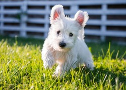 West Highland White Terrier, Westie. Small white puppy sitting in the grass. Beautiful small dog with cute standing ears. White fluffy fur. Evening light on foreground. Cute puppy running in garden.