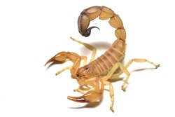 Closeup picture of dangerous Fattail scorpion Androctonus australis (Scorpiones: Buthidae) from Africa and Middle East, photographed on white background
