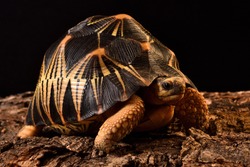 Closeup picture of the Indian star tortoise Geochelone elegans (Testudines; Testudinidae), a common 