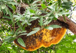 a single large giant honey bee comb hangs under tree branches partly covered by worker bees
