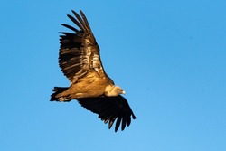 a griffon vulture gyps fulvus flying
