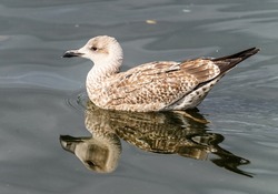 Brown seagull swimming in the water in the port of Wismar.