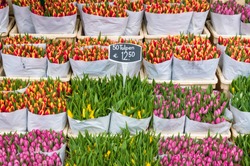 Tulips for sale at Amsterdam flower market, Amsterdam Netherlands