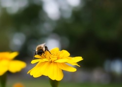 Single marigold flower and bee macro photography 