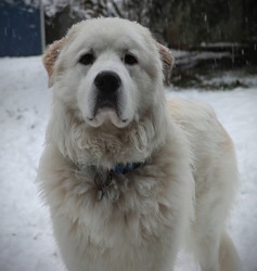 A Great Pyrenees dog portrait in the snow. A gorgeous large white dog stares intently at the camera as delicate snow flakes cling to the the canine's fur. Adorable large breed puppy looking adorable.