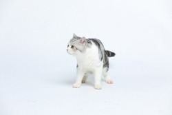Cute and docile kittens pose a variety of emotions and styling series against a white background