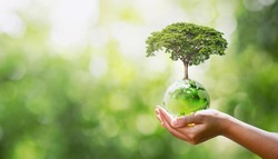 hand holding glass globe with planting trees and blurry green nature ecological concept