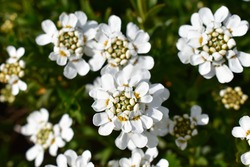White flowers of Iberis blooming in the garden in early spring.iberis sempervirens.iberis ciliata