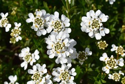 White flowers of Iberis blooming in the garden in early spring.iberis sempervirens.iberis ciliata