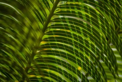 close-up photograph of date palm leaves (Phoenix dactylifera)
