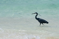 Black bird hunting fish on the beach. Paradise beach where bird is just hanging and enjoying the weather. Black sea bird about to take off. Small waves smashing the shore of Zanzibar