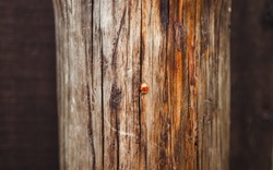 Lady bug on the brown textured tree surface. Red tiny insect on the grunge wooden background.