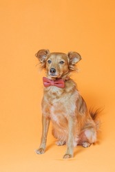 Lovely brown dog posing with a red bow tie against a neutral orange background.