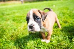 Boxer puppy on the green grass