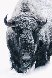 Snowy bison in nice winter nature, white background, snowing and wind low blowing