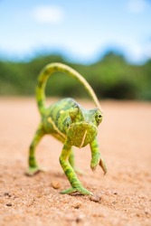 Wild and funny chameleon walking on the sand ground with blurred green trees in the background. Animal like a model front the camera looking to the camera. Green small animal. Vertical photo