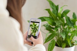 Hands of a female florist blogger photographing a home plant Spathiphyllum in a pot on a mobile phone. Home plant breeding, gardening, working online social media influencer. Soft selective focus.
