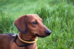 Portrait of a red dachshund with a yellow collar against ticks and fleas against a background of green grass. Dog collar against ticks and fleas