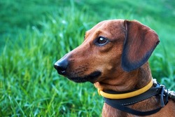 Dog collar against ticks and fleas. Dog with a yellow collar against ticks and fleas on a green grass background