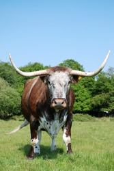 Rare breed English longhorn cow