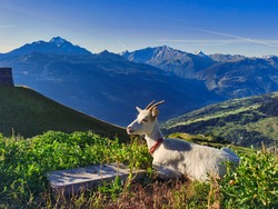 Mountain farm goat, which makes good goat cheese in the valley of Bourg Saint Maurice, Savoy, France.