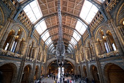 natural history museum, in London