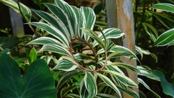 Green variegated leaves of spiral ginger or crepe ginger with red stem (Costus speciosus Variegata) the tropical plant with nature background