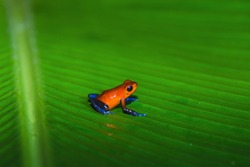 Strawberry poison dart frog, Dendrobates pumilio or Oophaga pumilio, also called Blue Jeans Frog, living in the tropical forest of Costa Rica 
