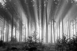 Misty spruce forest in the morning, monochrome, black and white.
Misty morning with strong colorful sun beams in a spruce forest in the Rothaargebirge, Germany.