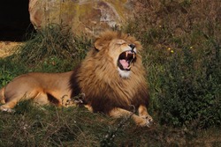 African Lion, Simba, yawning (Panthera leo)