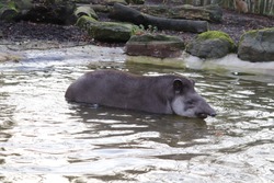 Female Brazilian Tapir, Meena, enjoying a swim in a pool (Tapirus terrestris)