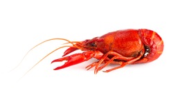 Cooked Red Crawfish Isolated on a White Background