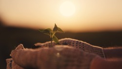 small green sprout in the hands at sunset, the seedling grows in the fertilized soil of the earth in the palm of your hand, planting a vegetable tree in the ground in the sun, agriculture