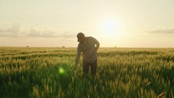 agriculture, farmer with a tablet walks across a wheat field in the glare of light of the sun, an agronomist works in rural land at sunset, produces bread on a farm plantation, grow green wheat crop