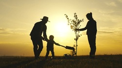 father mother child planting tree sunset. family silhouette. three people water plant plant soil sunset. father farmer with shovel digs roots plant into ground park. Agriculture. happy family life.
