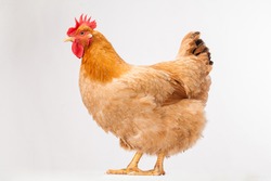 yellow hen standing on white background. 