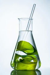 Green seaweed with glass rod in flask on white background.