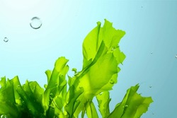 green seaweed ulva lactuca algae swing underwater with bubbles.