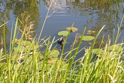Moorhen Bird Swimming on Calm Waters of Canal with Reeds and Water Lilies