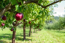 Close-up of a juicy ripe red apple hanging from an apple tree against the backdrop of an apple orchard. Beautiful summer background. Place for text. Horizontal crop.