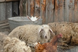 Sleeping rams and a white goat in a metal bath.