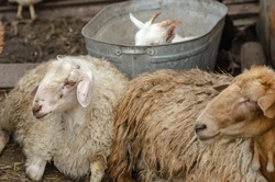 Sleeping rams and a white goat in a metal bath.