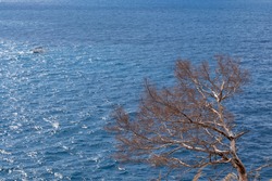 A dead tree against the sea in Portofino, Liguria, Italy