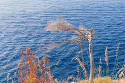 Dead trees against the sea in Portofino, Liguria, Italy. Concept of environmental issues, climate change.