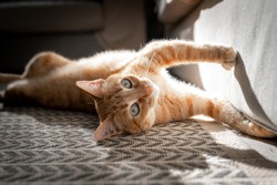 brown tabby cat with green eyes lying on the carpet, sharpens its nails. 