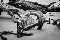 About This Beach Wall Art Black And White: Dead Tree Boneyard Beach Florida 5 is a dramatic coastal nature photograph of one of many wilting dead trees (driftwood) on Jacksonville Florida's Boneyard